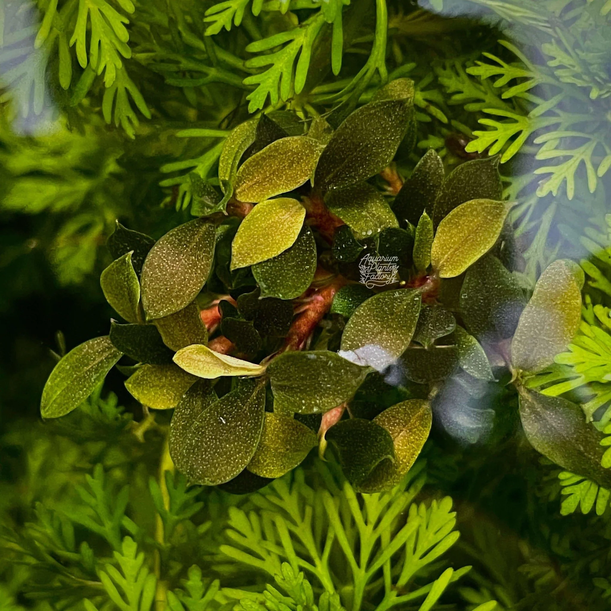 Bucephalandra Sanggau Green Jade | Aquarium Plants Factory® | eBay