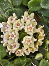 heavenly HOYA Hoya serpens babyplant Ableger Zimmerpflanze Wachsblume
