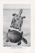 Indische Klappen-Weichschildkr&ouml;te Lissemys punctata DRUCK von 1912