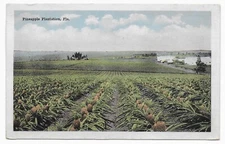 Postcard FL Florida Pineapple Plantation, Acres of Pineapple —￼ C29