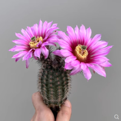 High3-4cm cactus Succulent plants Echinocereus melanocentrus decoration Plants