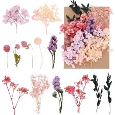 Nat&uuml;rliche Trockenblumen Blumen Deko Basteln DIY Kerze Handwerk Scrapbooking