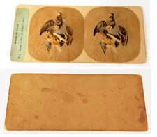 Antique 1870 Stereo cards Stereoscopic views Dead Game birds stereoscope 3D
