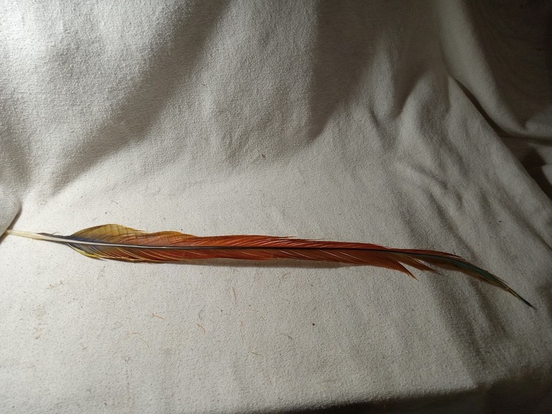 20 1/2-inch Orange Yellow Green Blue Macaw Tail Feather