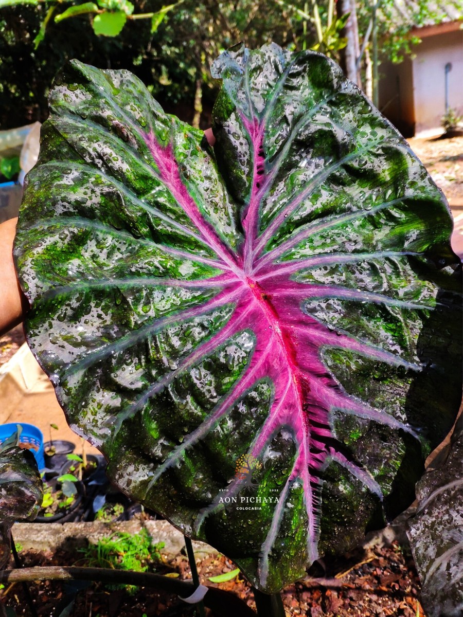 Colocasai Pink Horizon esculenta species New HB Elephant ear Free