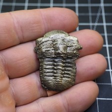 Chotecops ferdinandi pirite trilobite Bundenbach Germania fossile Devoniano