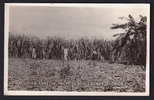 Florida-Palm Beach County-Sugar Cane-The Palm Beach Farms Co-Chicago-Advertising