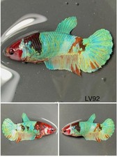 Female Betta Live Fish - Koi Candy Galaxy HMPK - LV92 - Sorority - Breeding