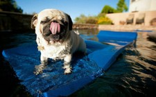 cute pug Wall Print Poster 20x30
