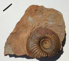 Wonderful Parkinsonia bomfordi - shell preservation - ammonite - Sengenthal