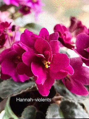 African violet Plant  Rob's Love Bite  (Semi miniature)