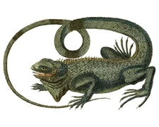 Iguana Sticker Decal