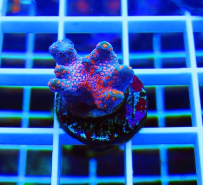 wysiwyg ECR Ultra JF 7th heaven digi live coral