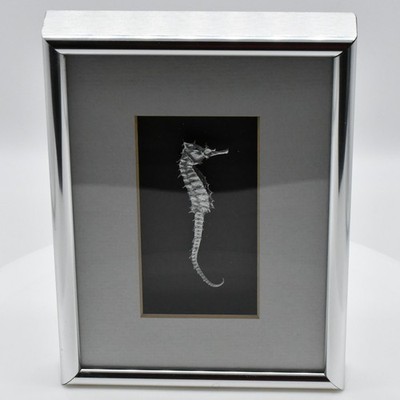 Vintage 1970s Alfred Lee Gallery Real Seahorse Skeleton 3D Shadowbox Frame 5X7
