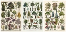 TREE CHART BOTANICAL VINTAGE WALL ART PRINTS A2 / A3 / A4