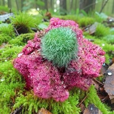 Red Rare Dandelion Zeolite Quartz Crystal Healing Cluster Mineral Specimen Decor