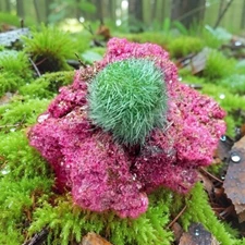 Red Rare Dandelion Zeolite Quartz Crystal Healing Cluster Mineral Specimen Decor
