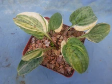 Ledebouria petiolata/Drimiopsis maculata Bulb VARIEGATED Succulent Plant RARE!