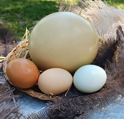 Fresh Ostrich Egg for Eating   Farm-Fresh from Friant, CA