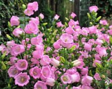 Canterbury bells Campanula medium single rose-pink 1680 seeds + FREE