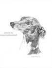#349 Italian Greyhound * dog art print * Pen and ink drawing * Jan Jellins
