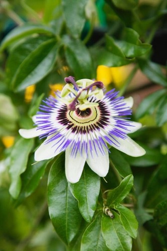 Herbal Tea Passion Flower Loose Leaf Herb Cut Sifted 4oz. Makes 28 to 56 Cups - Picture 2 of 4