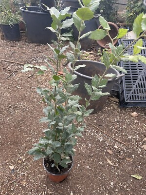 Quercus Ilex Leccio A Cespuglio Vaso 24 100 Cm Altezza - Foto 7