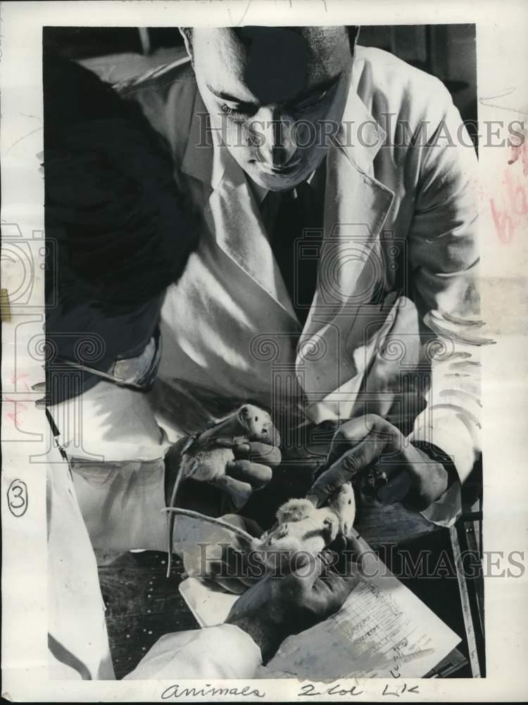 1956 Press Photo Scientists perform cancer treatment experiments on lab rats