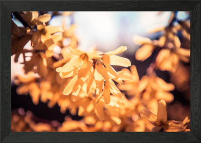 Gelbe Blüte gerahmtes Wandbild Poster Leinwanddruck Bild