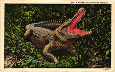 FLORIDA Hungry Alligator c1952 Postcard