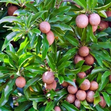 Sapodilla Tree Seeds (Manilkara zapota) Chicle Tropical "Brown Sugar Fruit"