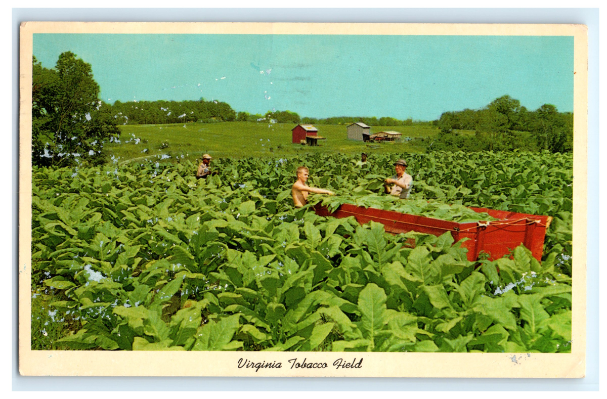 tobacco fields in virginia Postcard Virginia Bright Tobacco Being Harvested Workers in Field Red Barns