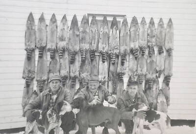 ORIGINAL 1950s PHOTO MEN HUNTING DOGS RACCOONS PELTS HANGING SNOW 5 X 3.5  F