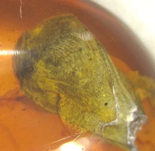 Beautiful Bivalve Seashell with Insects in Burmese Amber Fossil Dinosaur Age