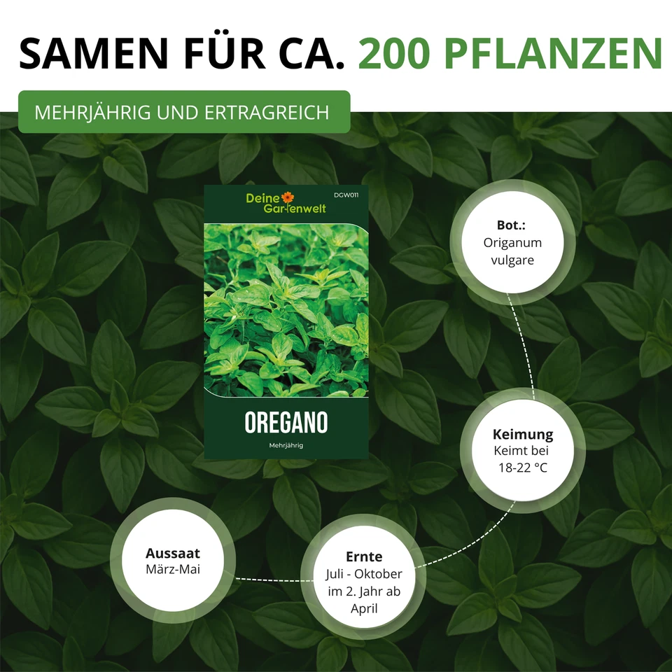 Oregano Mehrjährig Samen - Origanum vulgare - Oreganosamen - Bild 2 von 4