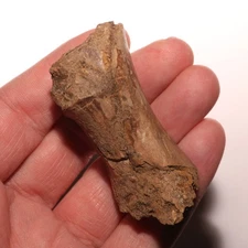 Dinosaur Bone - Great Quality Fossil - Hell Creek Formation Cretaceous