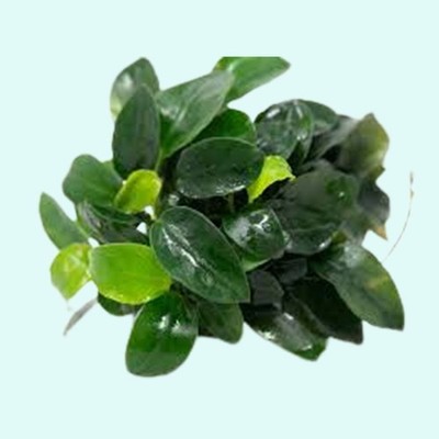 Anubias Nana Bare Root 1 3  Aquarium Plant | Buy 2 Get 1 Free