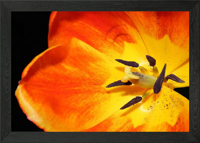 Orange and yellow tulip Framed Wall Art Poster Canvas Print Picture