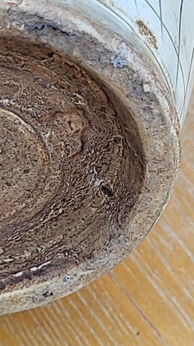 Song Dynasty weiße Glasur Perle geschliffen geschnitzte Blumen Vase 宋代白釉珍珠地刻花花卉纹花瓶 h1 - Bild 8 von 8