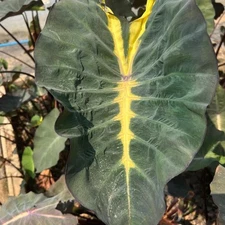 Colocasia Bulb Winter Strom New Hybrid (Includes All Import Duties And Taxes)