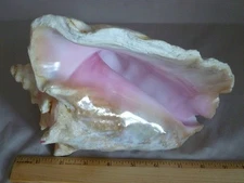 Vintage Pink Queen Conch Sea Shell  9" x 7” X 5”