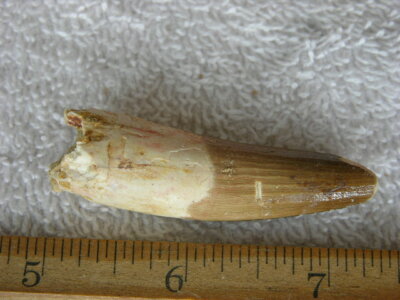 Dinosaur fossil tooth Pliosaurus Jurassic Marine reptile RARE 2.5-3 inch DE18