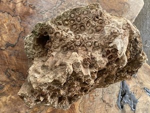 SALE fossilized specimen colonial rugose, sun coral From Kentucky  12” L 9” H