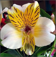Preety Imported Alstroemeria Cream  Yellow Colour Flower Bulbs Pack Of 2 Bulbs