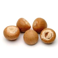Eva Impex Areca Catechu Nuts – Supari Whole Dried