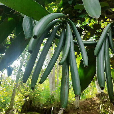 Kopen Premium Quality Vanilla Bean Powder Sri Lanka 50G Packet Ground Vanilla NON GMO