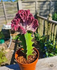 Euphorbia Lactea Cristata | variegated coral cactus succulent plant