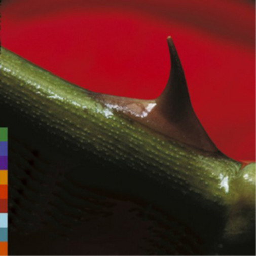 Альбом Nusrat Fateh Ali Khan & Michael Brook Night Song (CD) (ИМПОРТИРОВАН ИЗ Великобритании)