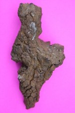 Giant Lizard Poop 5 Million Years Old Genuine Real Fossil Dinosaur Girl COA S01