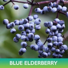 Blue Elderberry Seeds, Sambucus caerulea